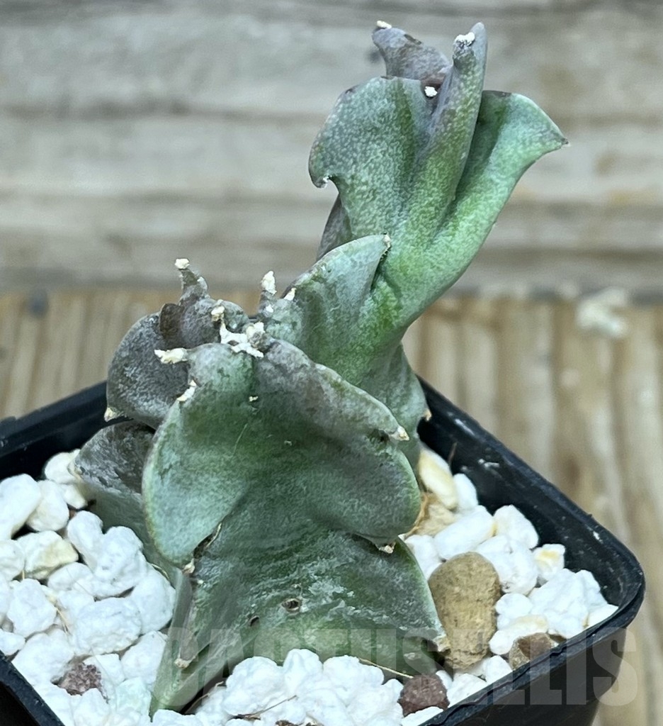 SHPR17892 Caralluma acutangula - Image 2