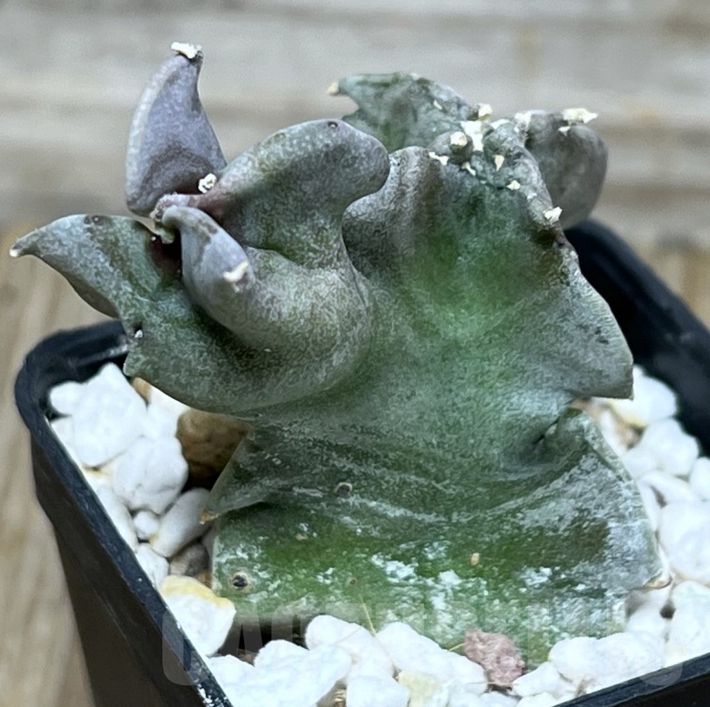 SHPR17892 Caralluma acutangula