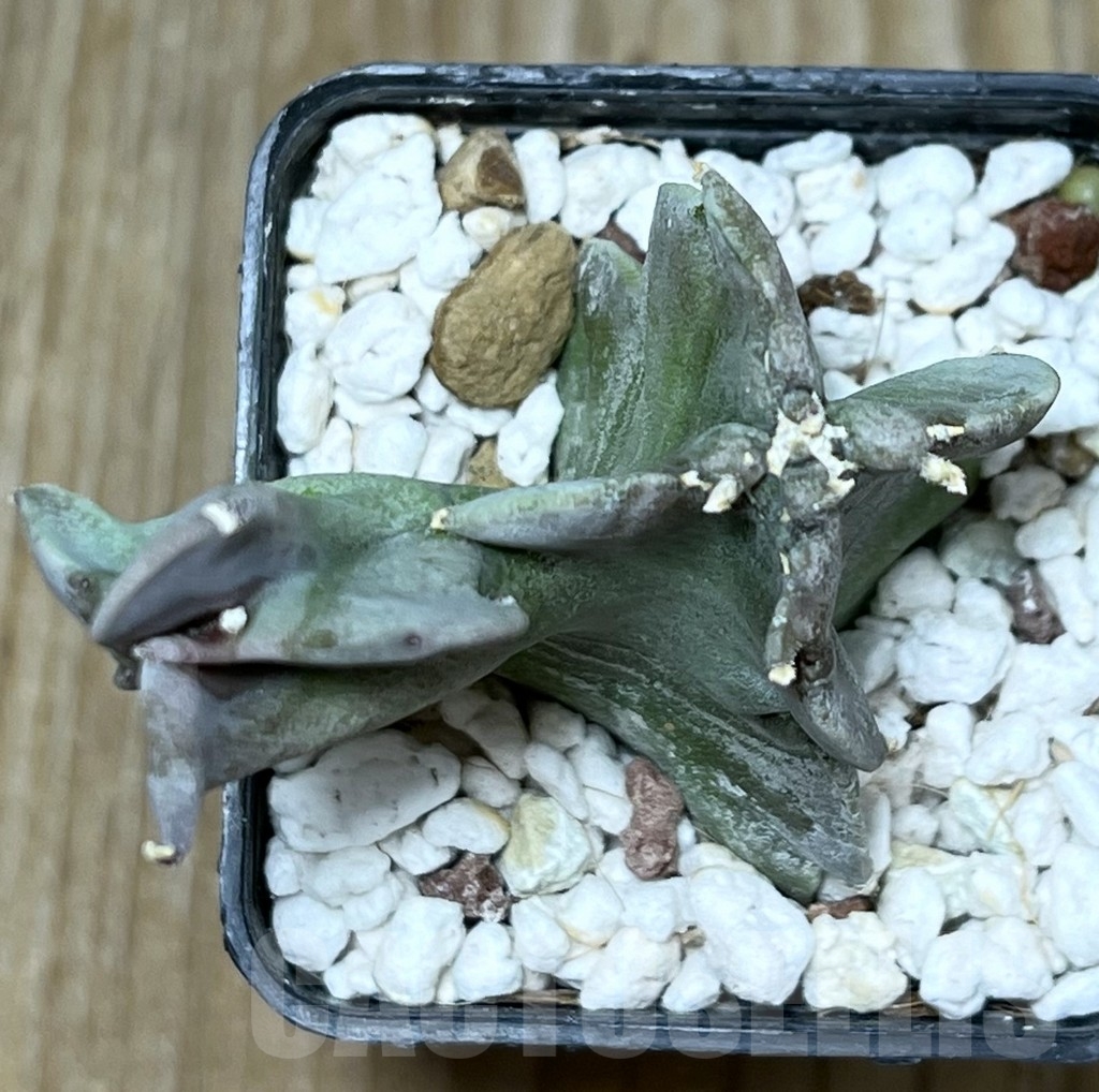 SHPR17892 Caralluma acutangula - Image 3