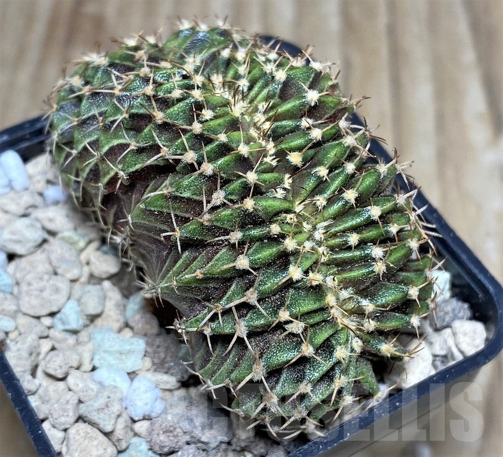 SHPR17627 Gymnocalycium mihanovichii