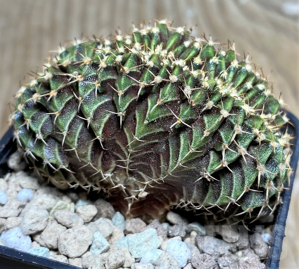 SHPR17627 Gymnocalycium mihanovichii - Image 2