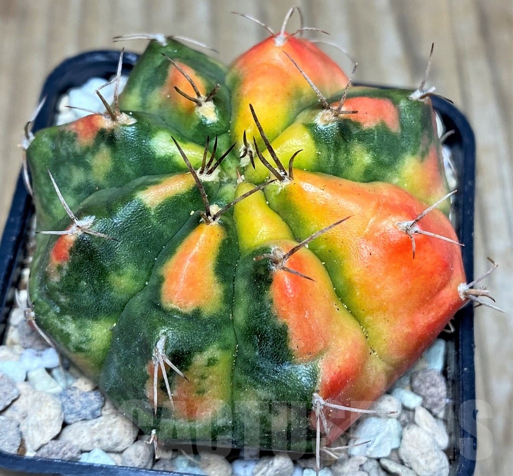 SHPR17628 Gymnocalycium damsii f. variegata