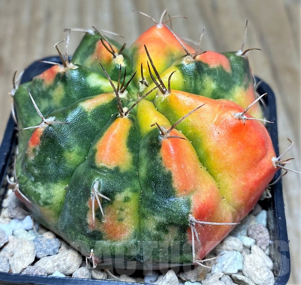 SHPR17628 Gymnocalycium damsii f. variegata - Зображення 2