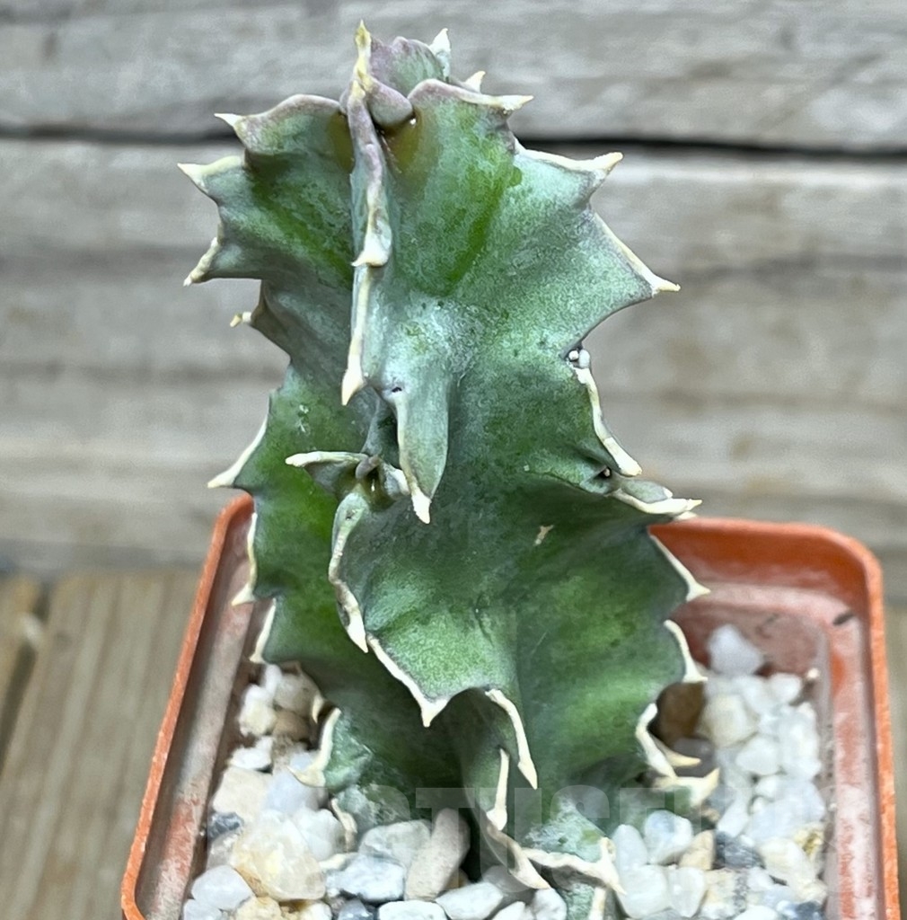 SHPR17897 Caralluma acutangula
