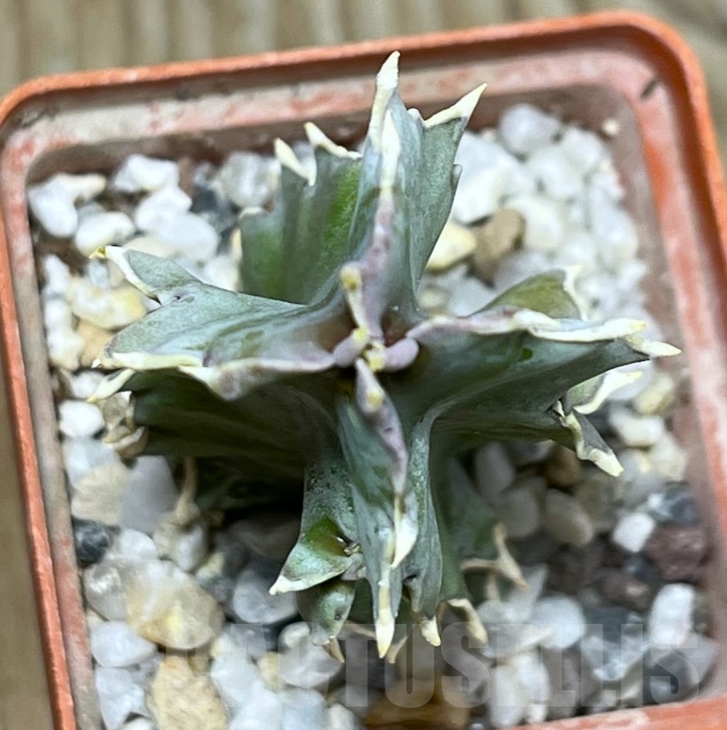 SHPR17897 Caralluma acutangula - immagine 2