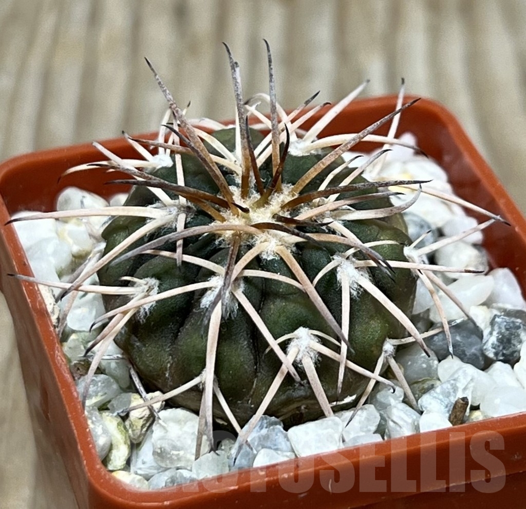 SHPR17898 Gymnocalycium spegazzinii punillense VS 80