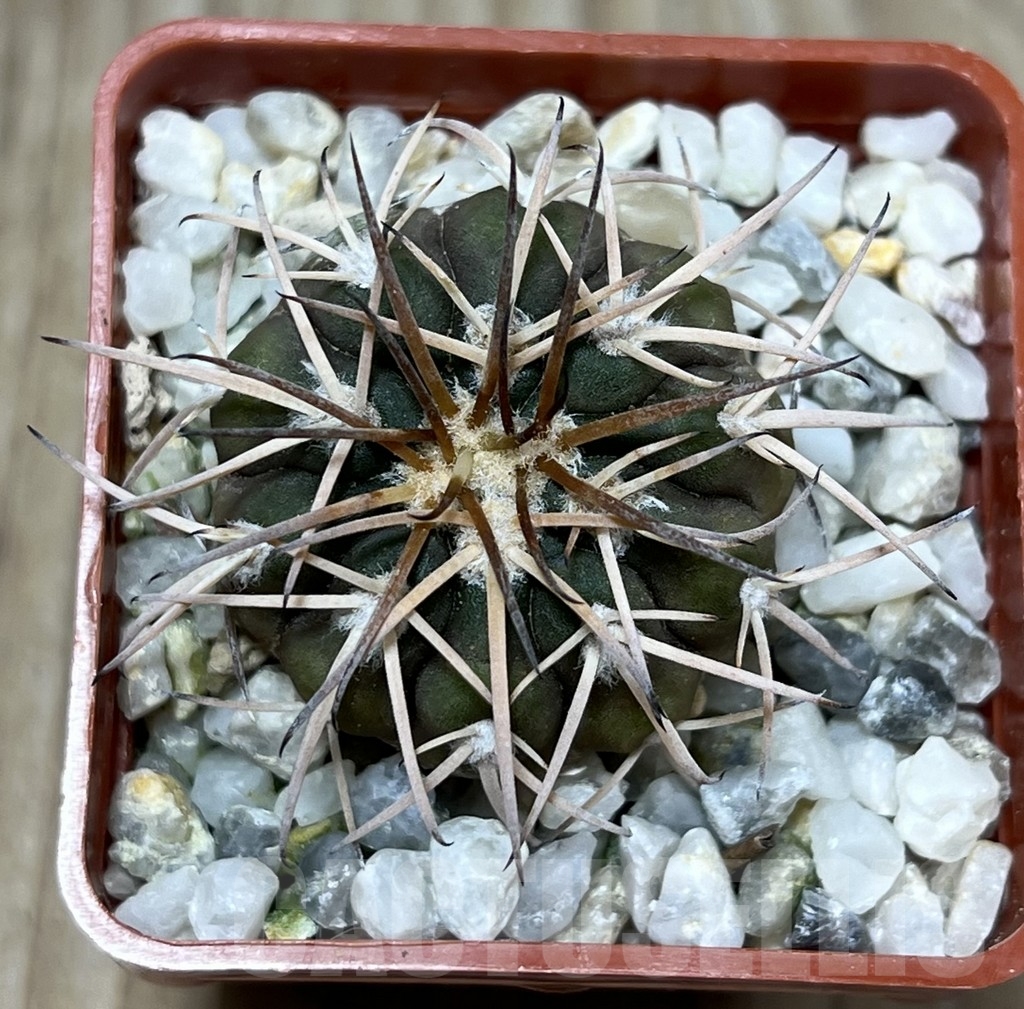 SHPR17898 Gymnocalycium spegazzinii punillense VS 80 - Obrázek 2