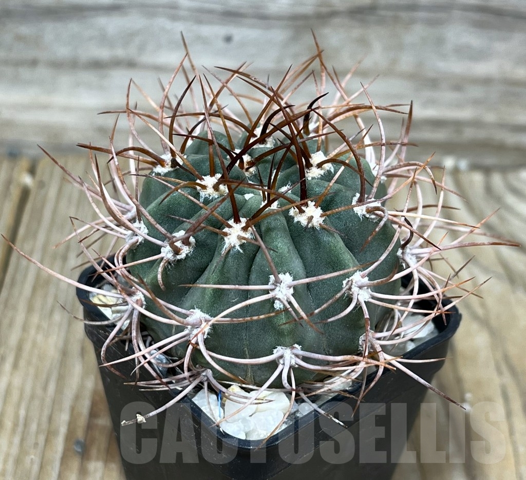 SHPR17901 Denmoza rhodacantha