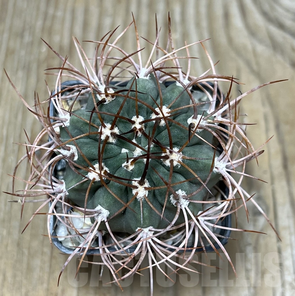 SHPR17901 Denmoza rhodacantha - Image 2