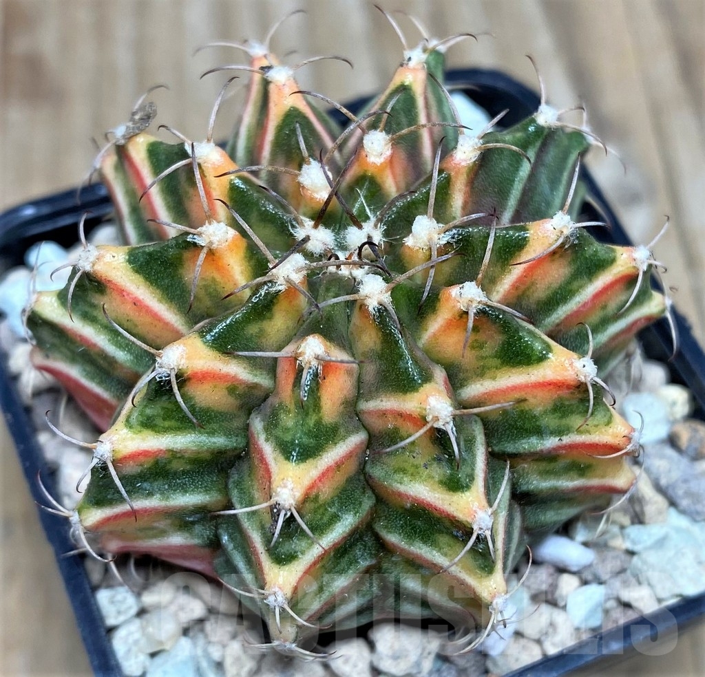 SHPR17635 Gymnocalycium friedrichii LB 2178 hybrid f. variegata, seedling