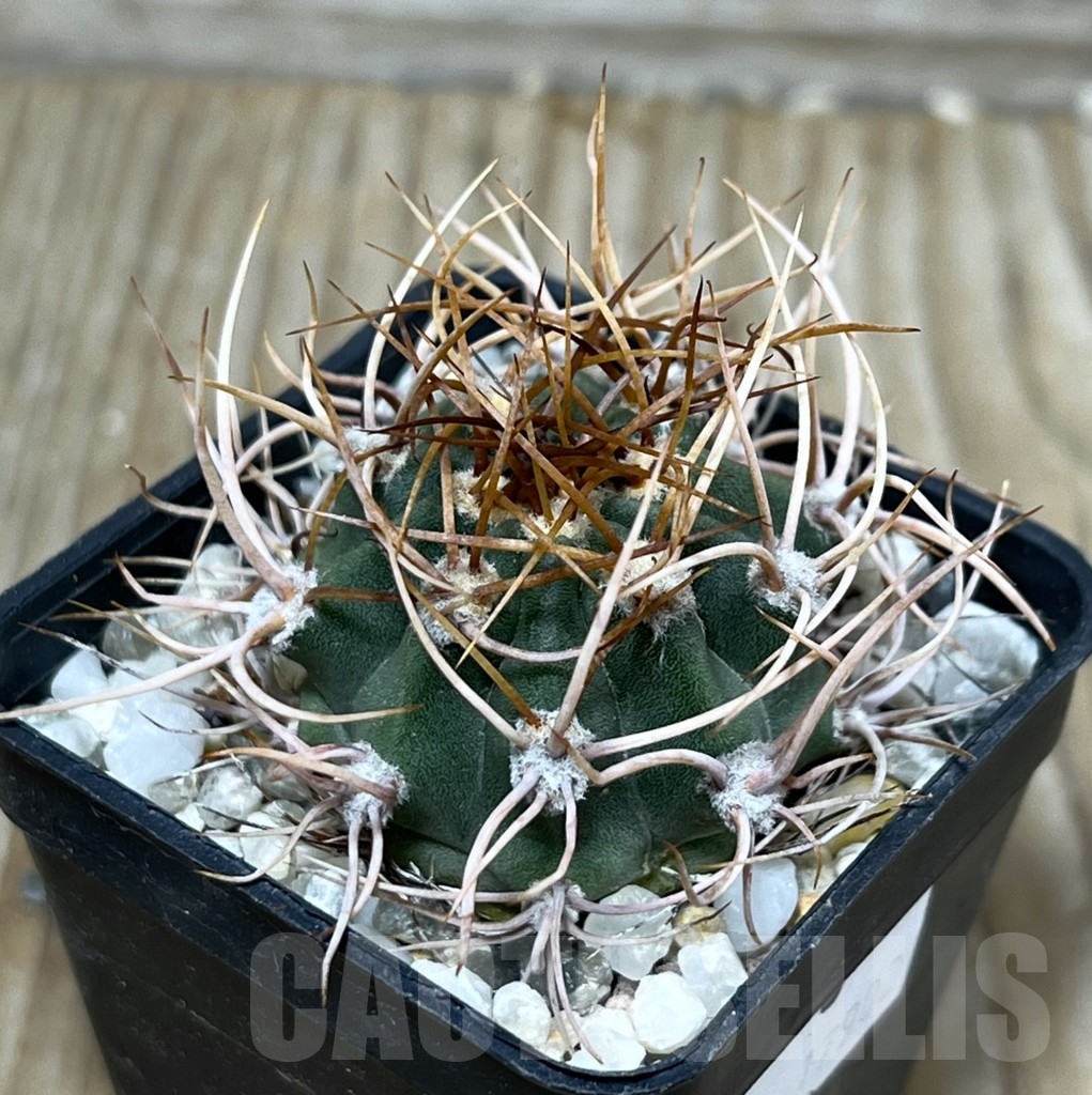 SHPR17902 Denmoza rhodacantha