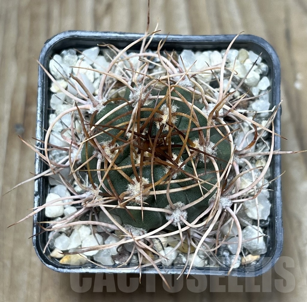 SHPR17902 Denmoza rhodacantha - Зображення 2