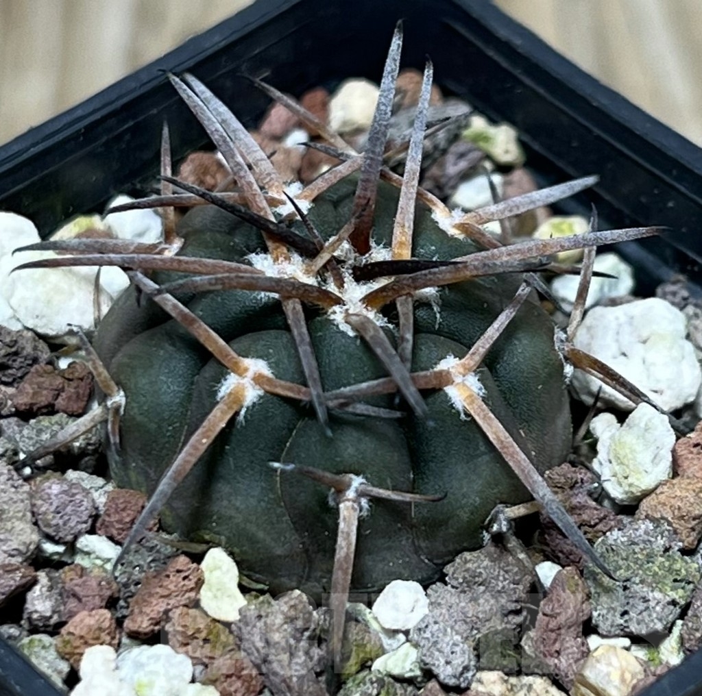 SHPR17903 Gymnocalycium spegazzinii 'Black body'