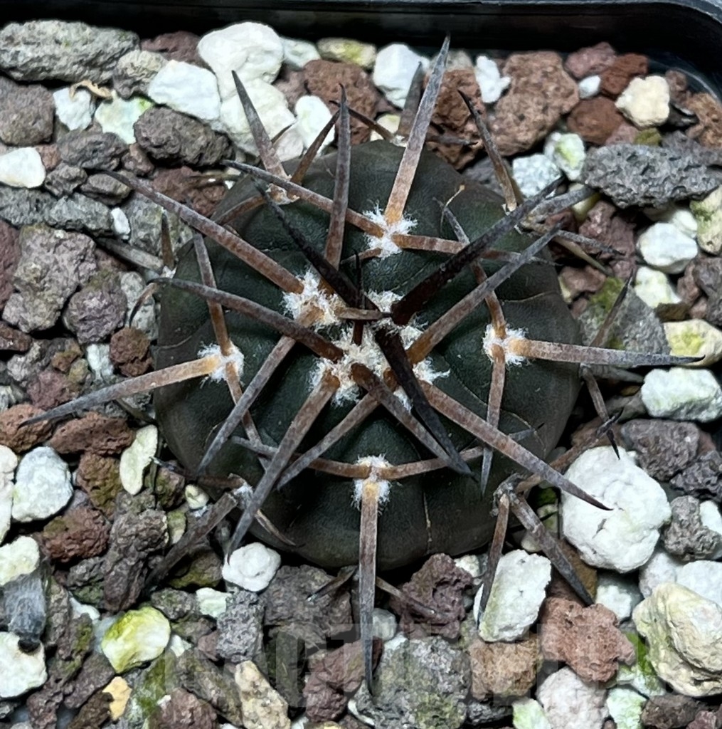 SHPR17903 Gymnocalycium spegazzinii 'Black body' – Image 2