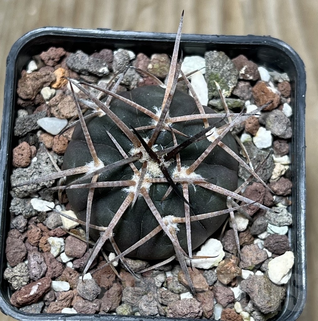 SHPR17904 Gymnocalycium spegazzinii 'Black body' - Obrázek 2
