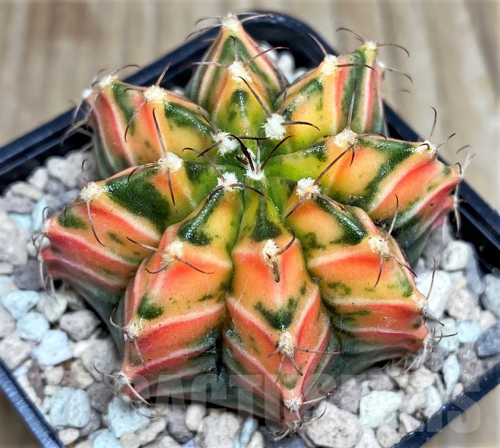 SHPR17639 Gymnocalycium friedrichii LB 2178 hybrid f. variegata, seedling