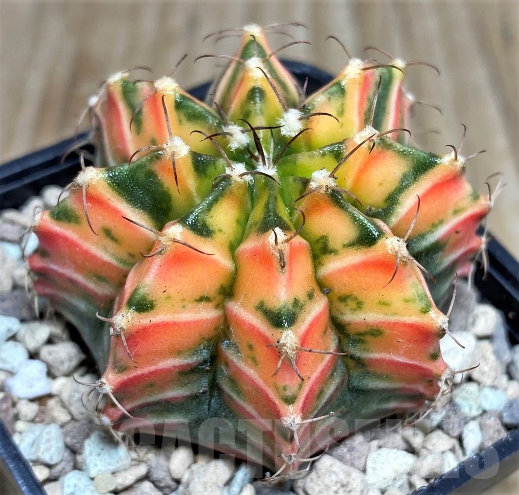 SHPR17639 Gymnocalycium friedrichii LB 2178 hybrid f. variegata, seedling - Image 2