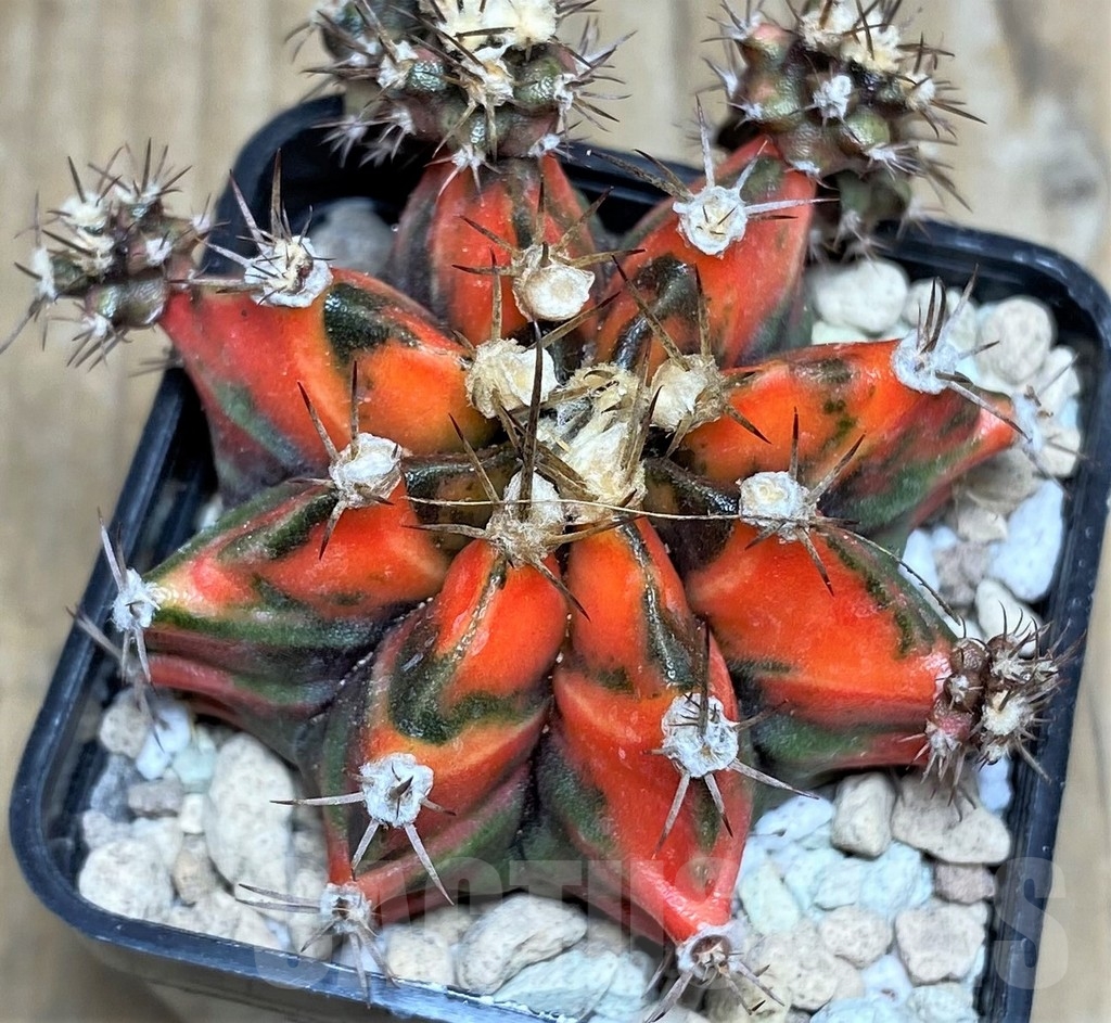 SHPR17641 Gymnocalycium mihanovichii f. variegata 'Prolifera' - Image 2
