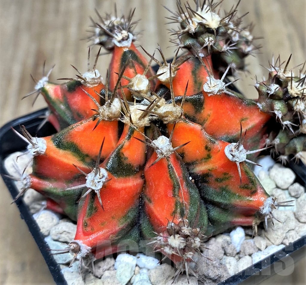 SHPR17641 Gymnocalycium mihanovichii f. variegata 'Prolifera'