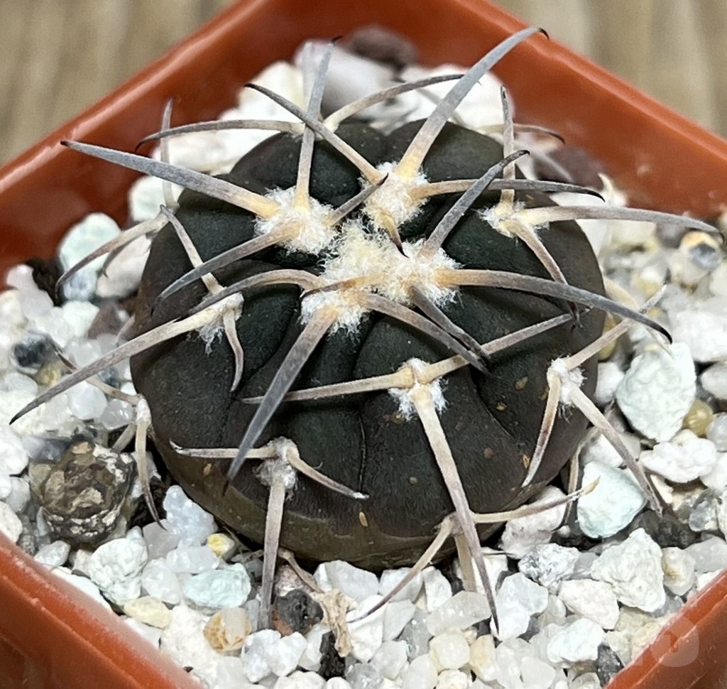 SHPR17910 Gymnocalycium spegazzinii v. major MT 286