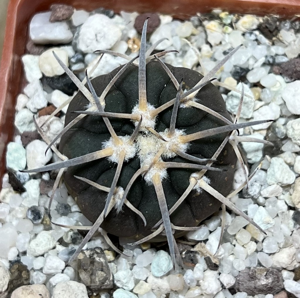 SHPR17910 Gymnocalycium spegazzinii v. major MT 286 - Зображення 2