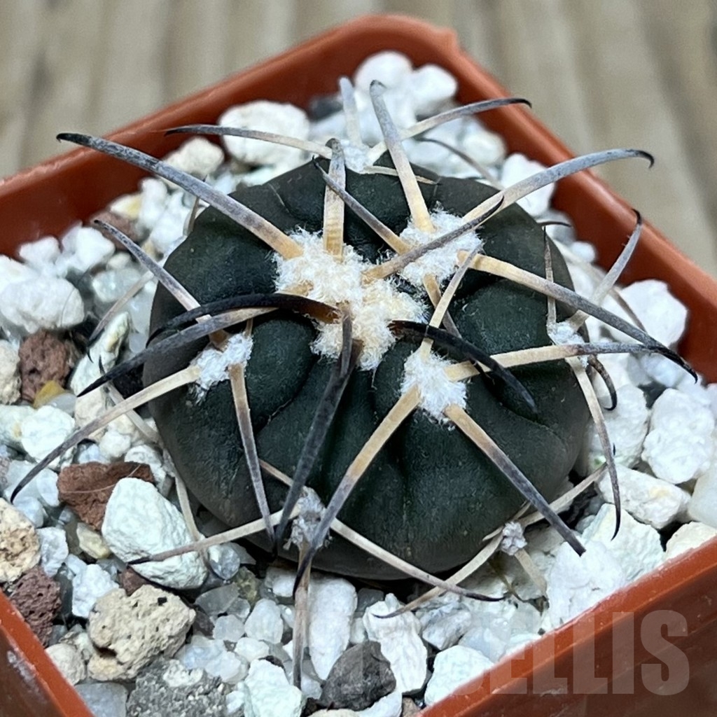 SHPR17912 Gymnocalycium spegazzinii v. major MT 286