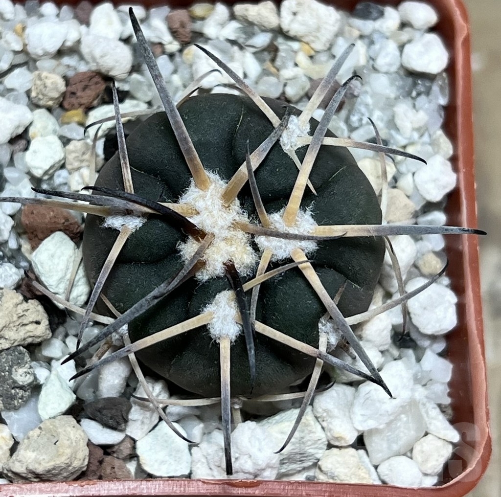 SHPR17912 Gymnocalycium spegazzinii v. major MT 286 - Зображення 2