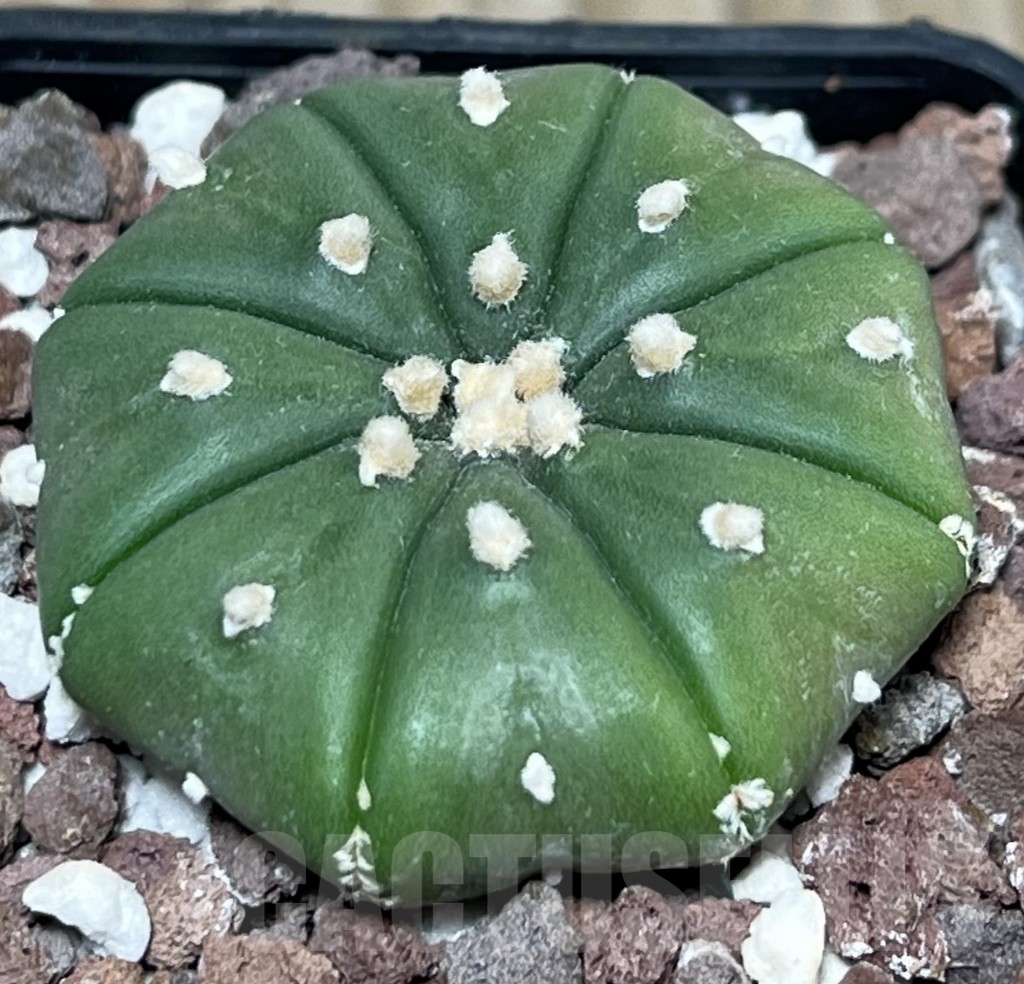 SHPR17913 Astrophytum asterias f. nudum - Obrázek 2