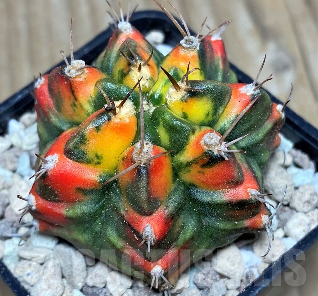 SHPR17647 Gymnocalycium mihanovichii f. variegata 'Taiwan'