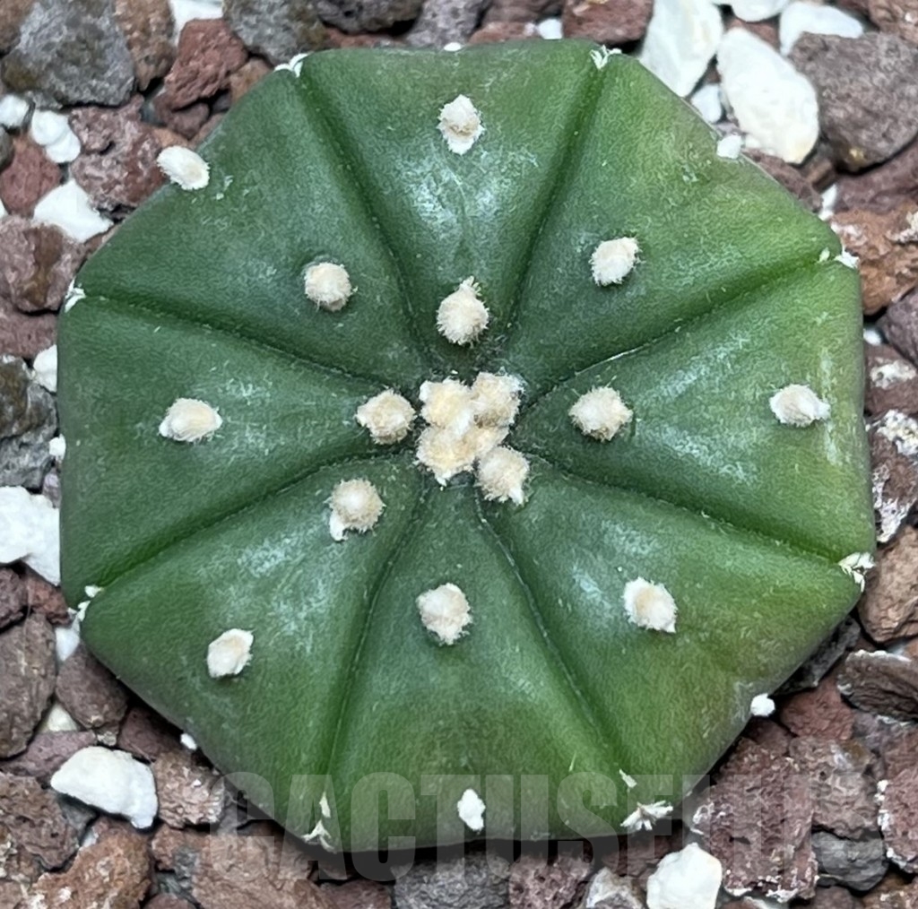 SHPR17913 Astrophytum asterias f. nudum