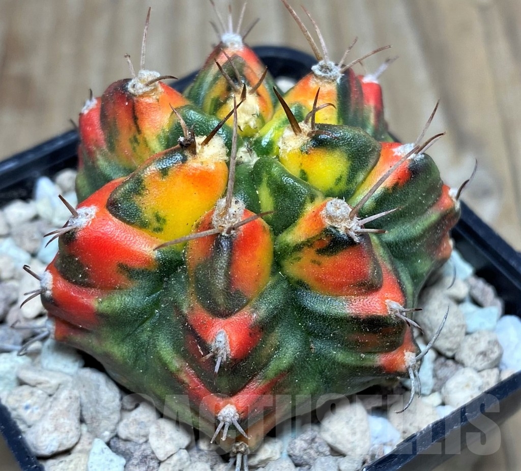 SHPR17647 Gymnocalycium mihanovichii f. variegata 'Taiwan' – Image 2