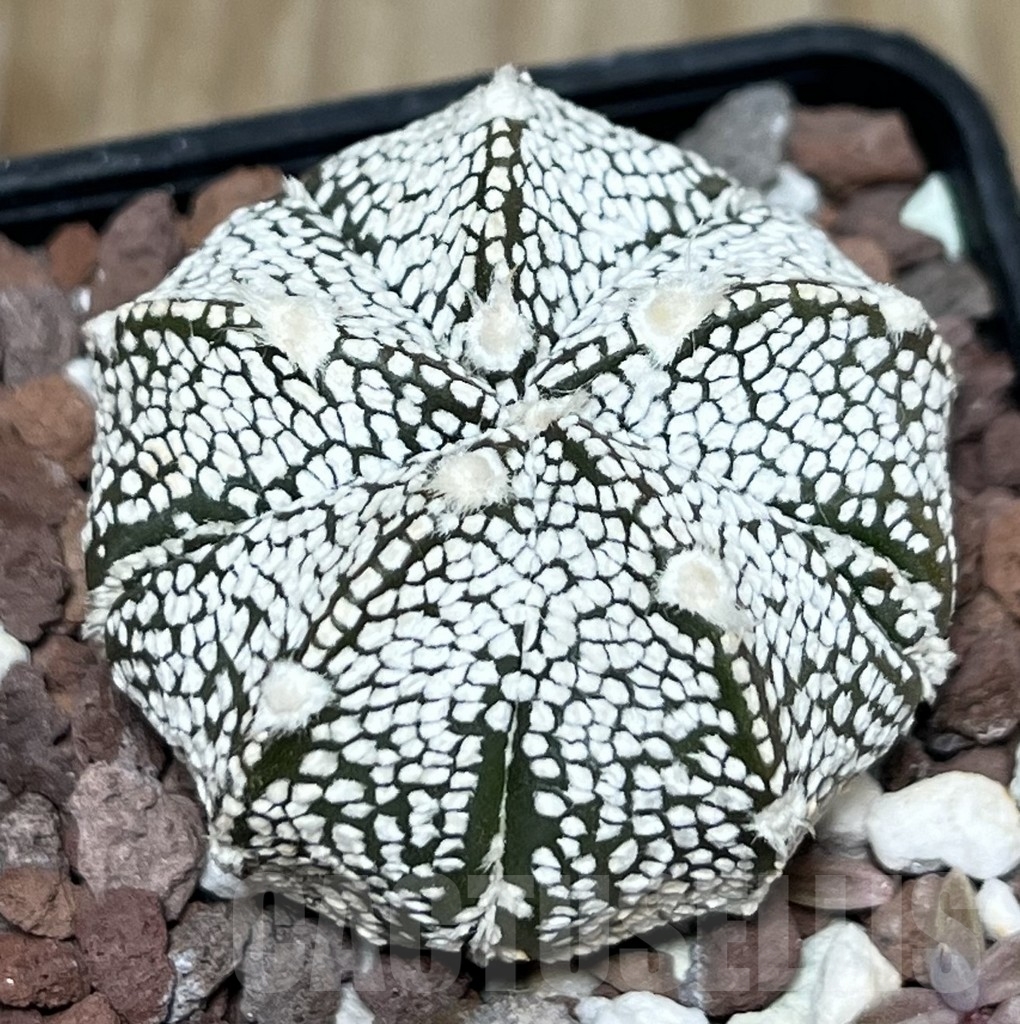 SHPR17916 Astrophytum asterias ‘Super kabuto’ x ‘Onzuka’ - 画像 (2)