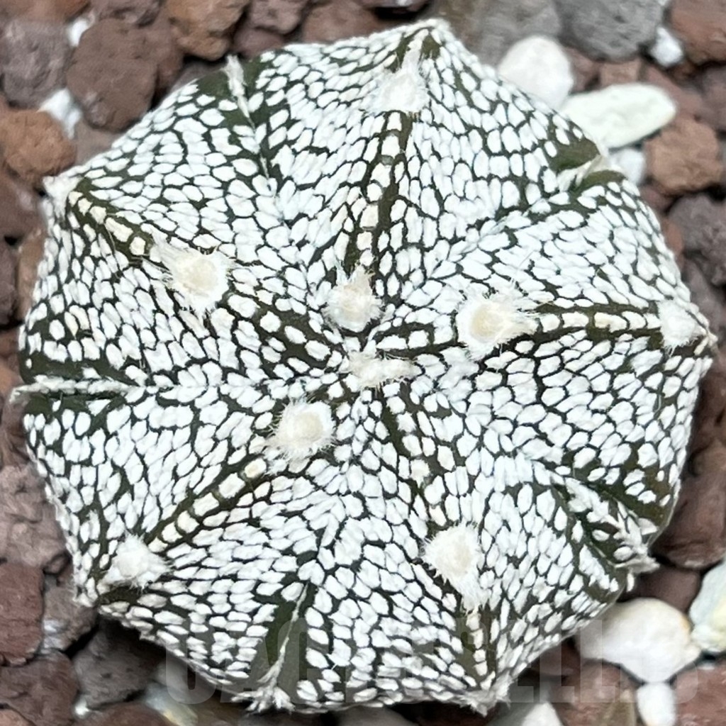 SHPR17916 Astrophytum asterias ‘Super kabuto’ x ‘Onzuka’