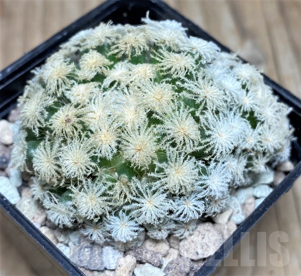 SHPR17651 Mammillaria plumosa ‘Snow’ - immagine 2