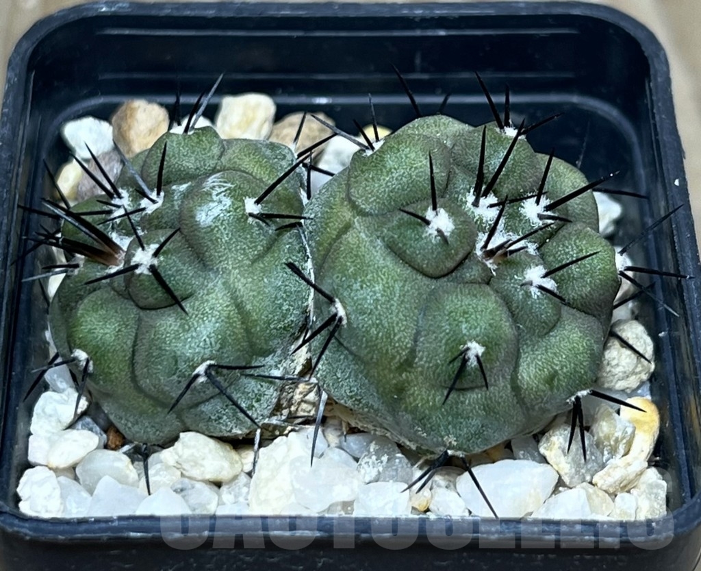 SHPR17917 Copiapoa cinerea - 画像 (2)