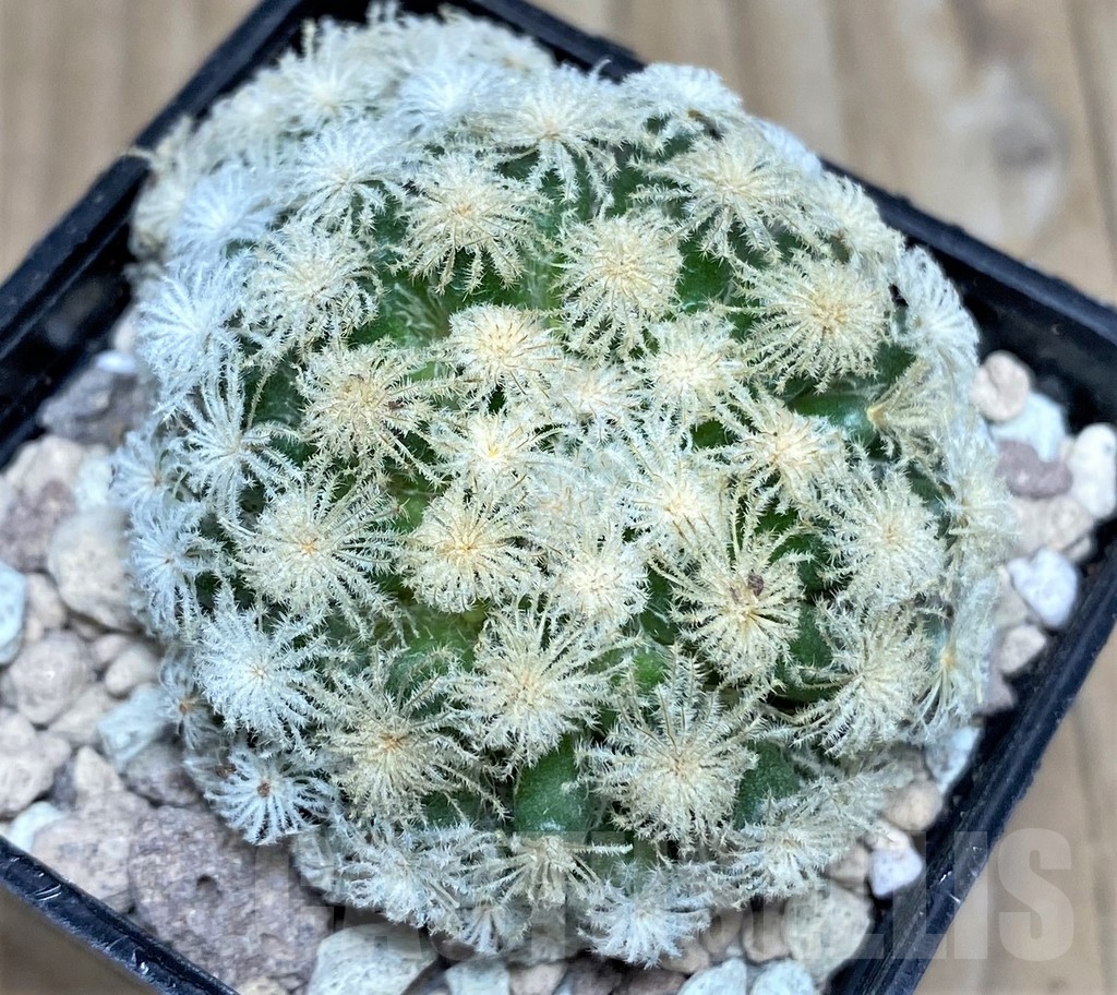 SHPR17651 Mammillaria plumosa ‘Snow’