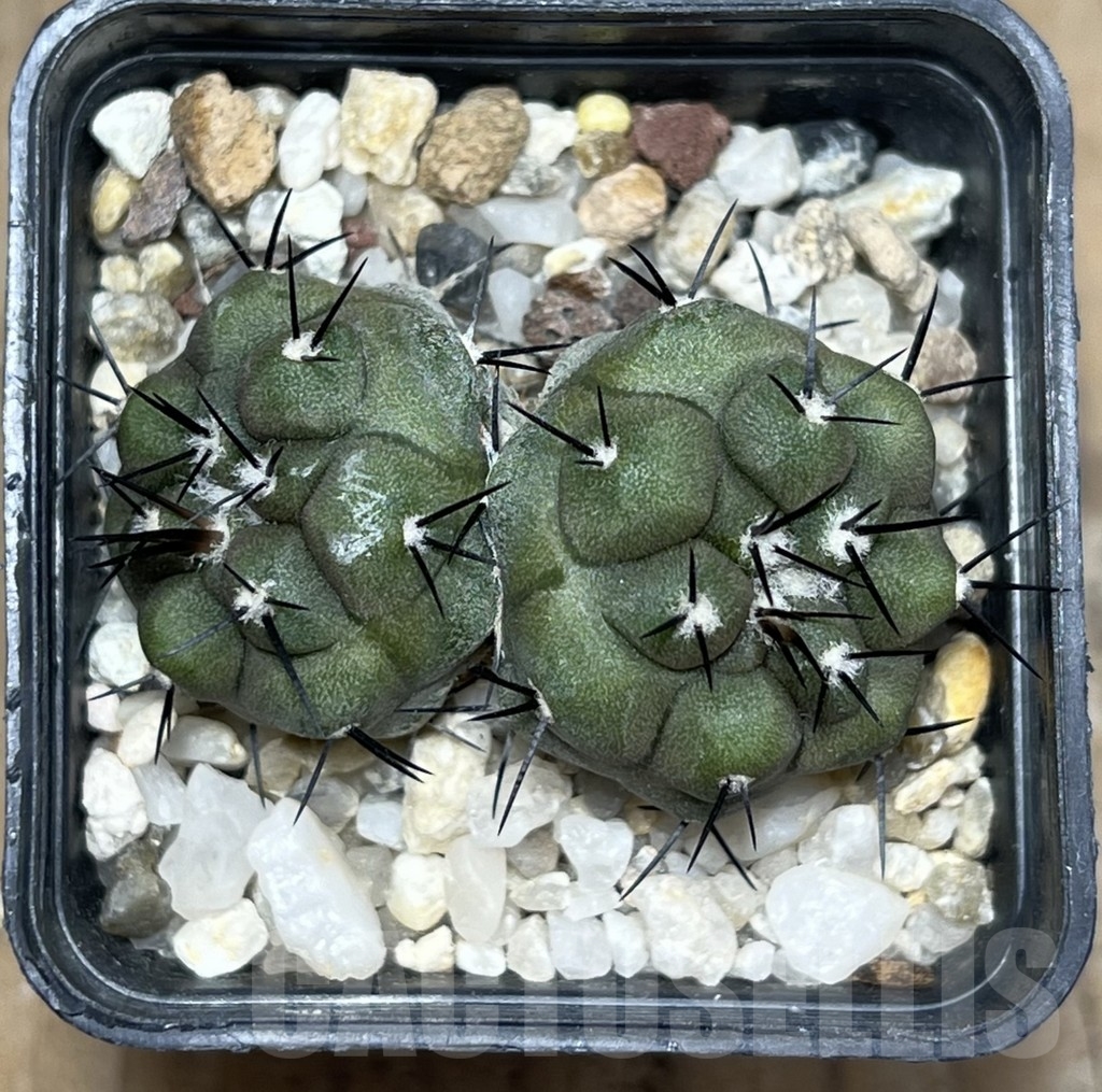 SHPR17917 Copiapoa cinerea - 画像 (3)