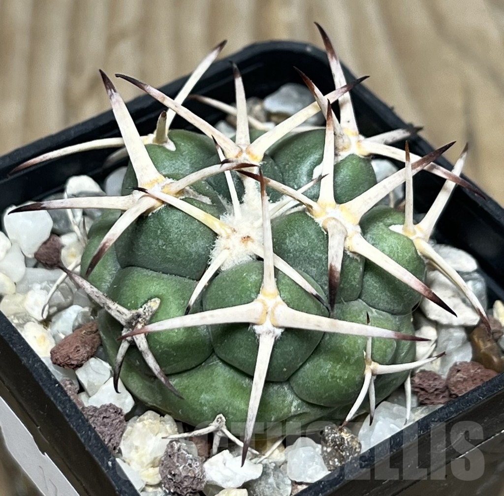 SHPR17918 Coryphantha poselgeriana v. valida