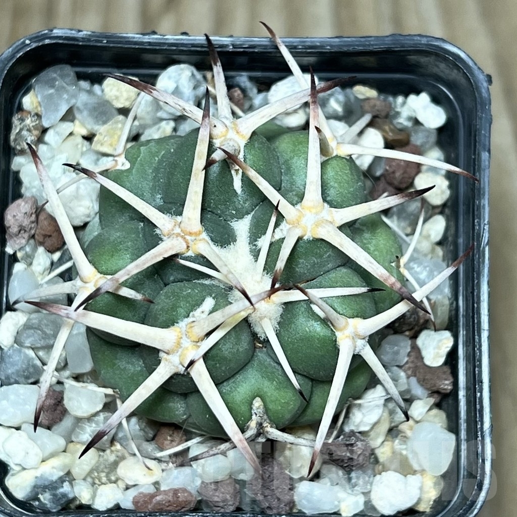 SHPR17918 Coryphantha poselgeriana v. valida - Image 2