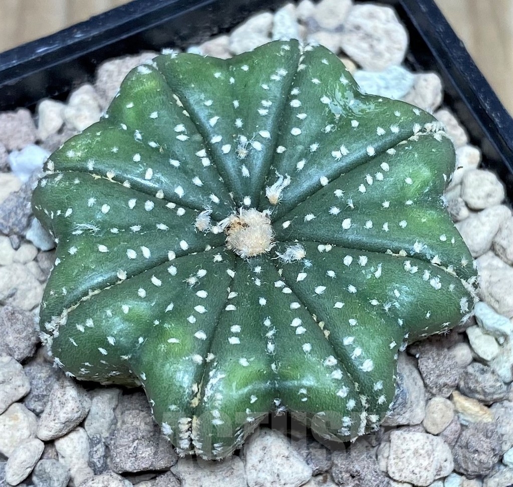 SHPR17653 Astrophytum asterias 'Miracle'