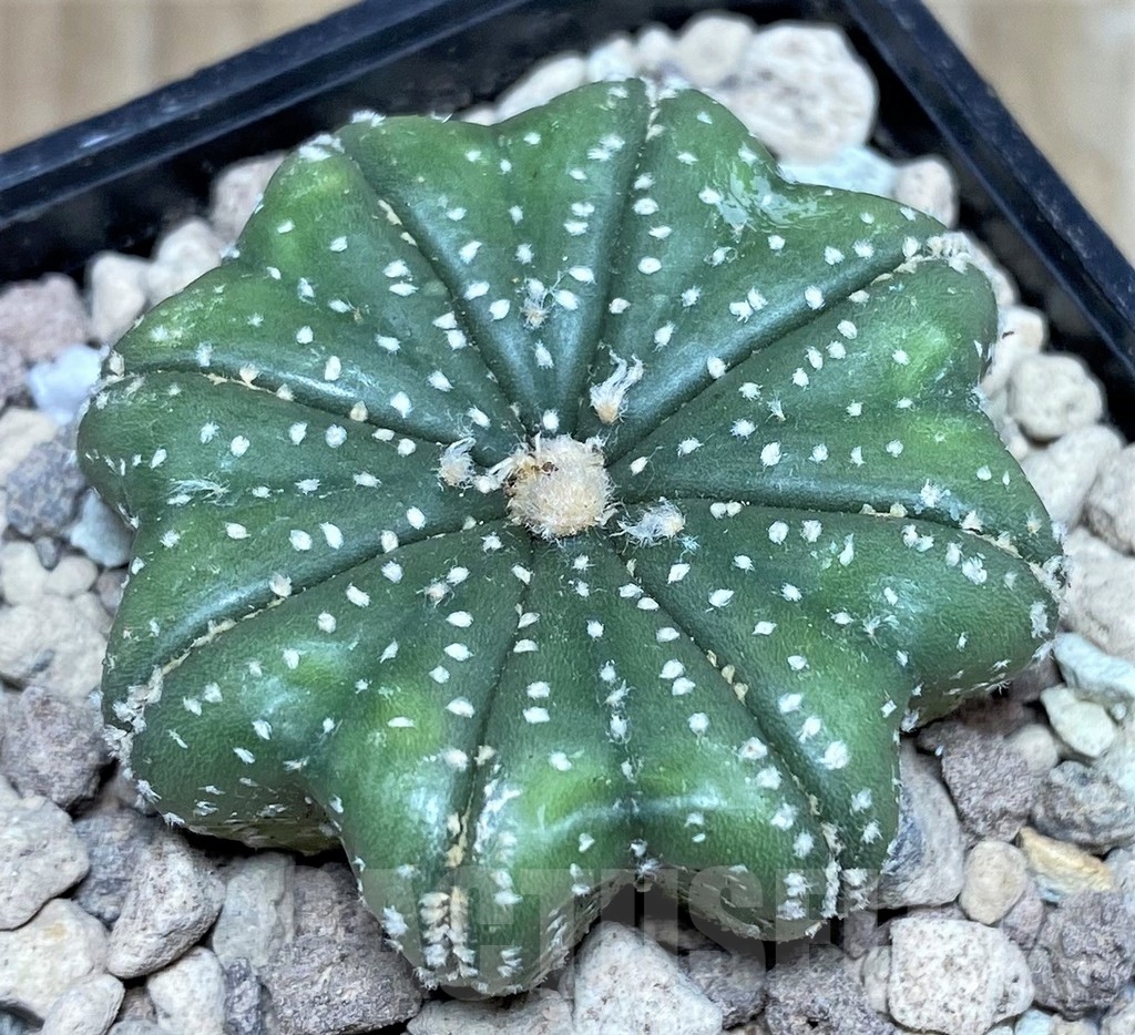 SHPR17653 Astrophytum asterias 'Miracle' - Зображення 2