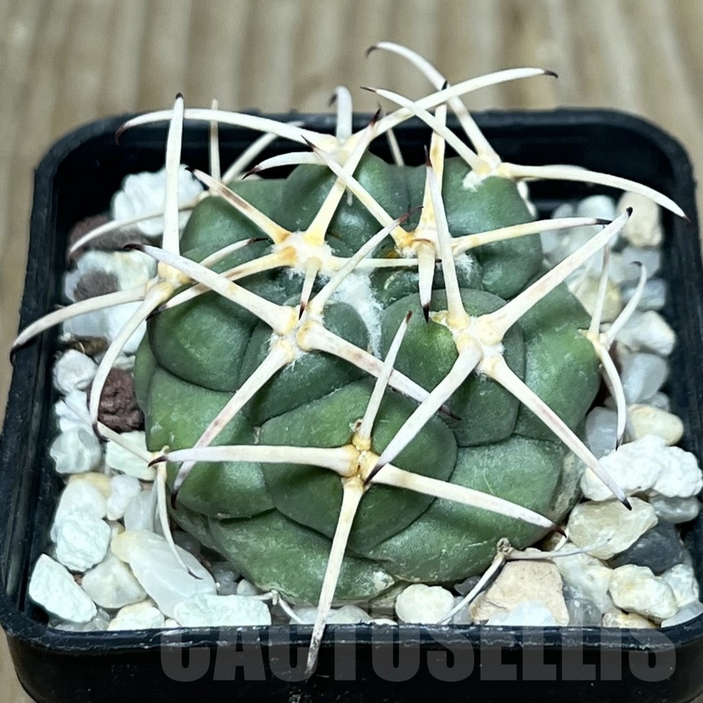 SHPR17919 Coryphantha poselgeriana v. valida