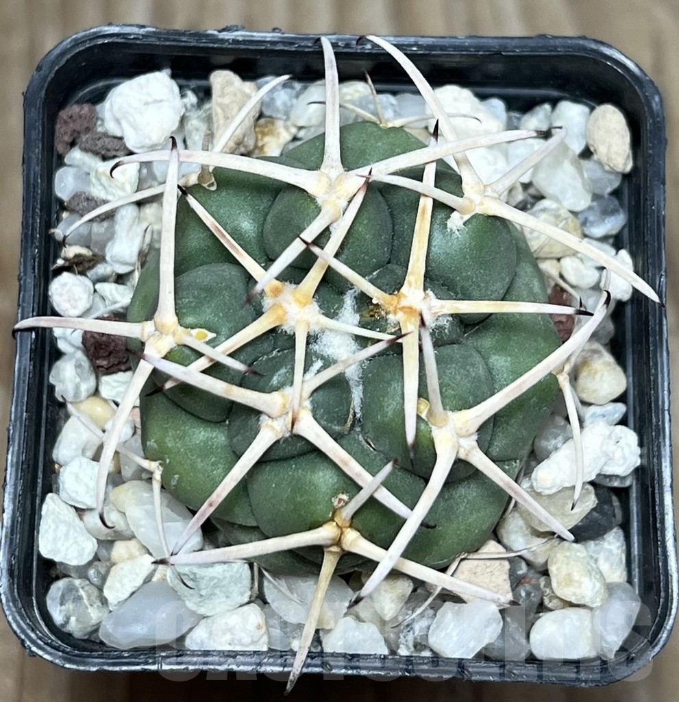 SHPR17919 Coryphantha poselgeriana v. valida - Image 2