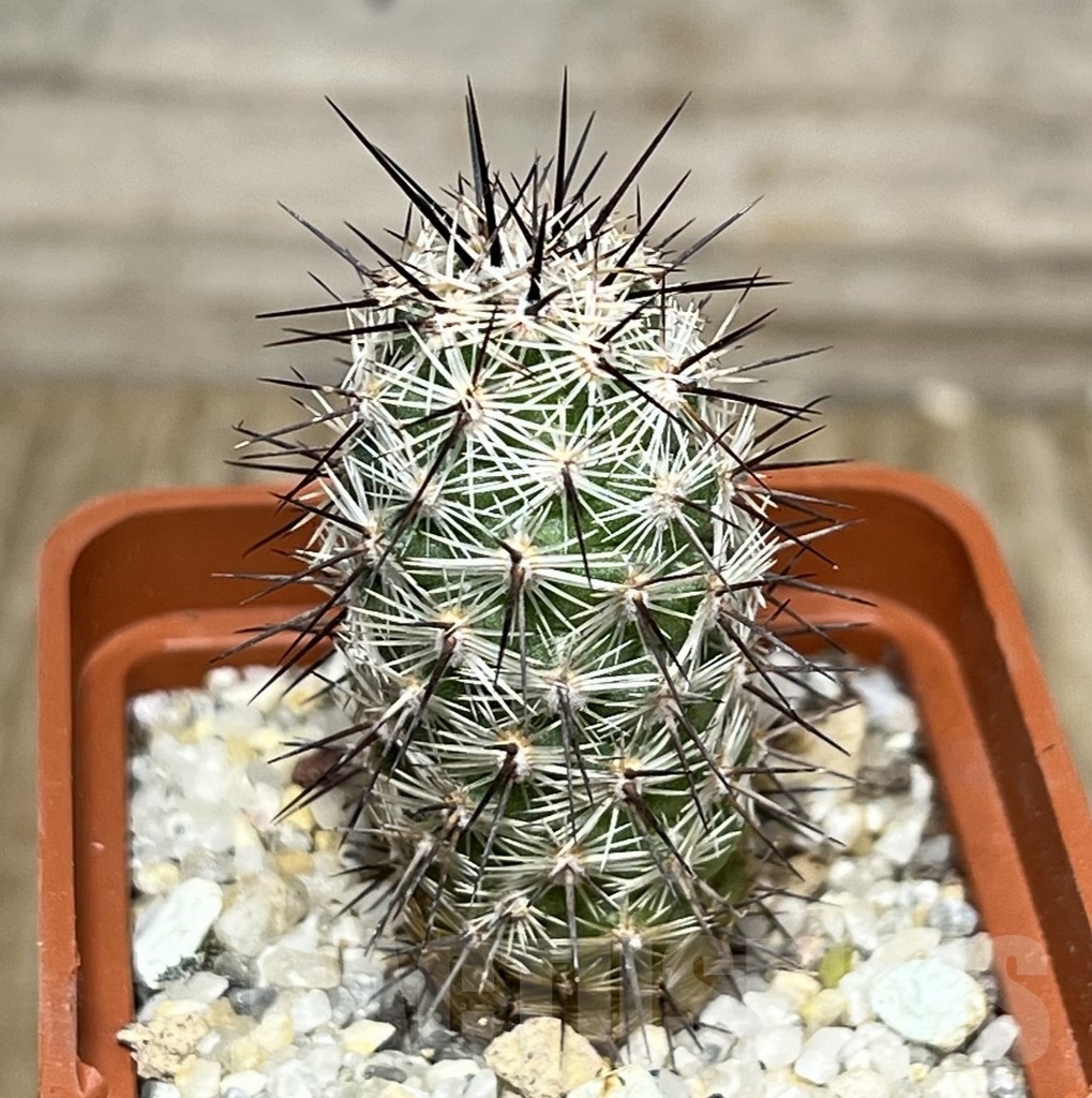 SHPR17920 Neolloydia conoidea