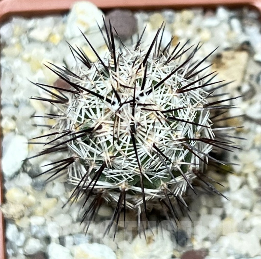 SHPR17920 Neolloydia conoidea - Image 2