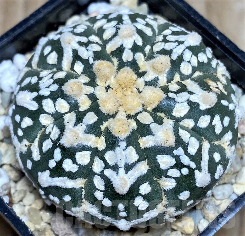 SHPR17658 Astrophytum asterias ‘Super Kabuto' V-type