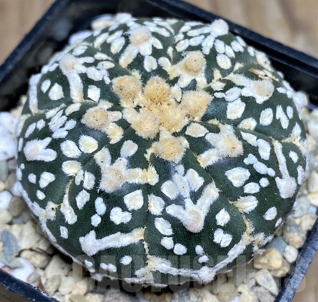 SHPR17658 Astrophytum asterias ‘Super Kabuto' V-type - Image 2
