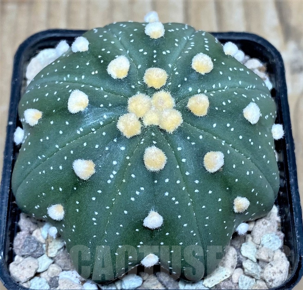 SHPR17661 Astrophytum asterias 'Miracle' f. nudum