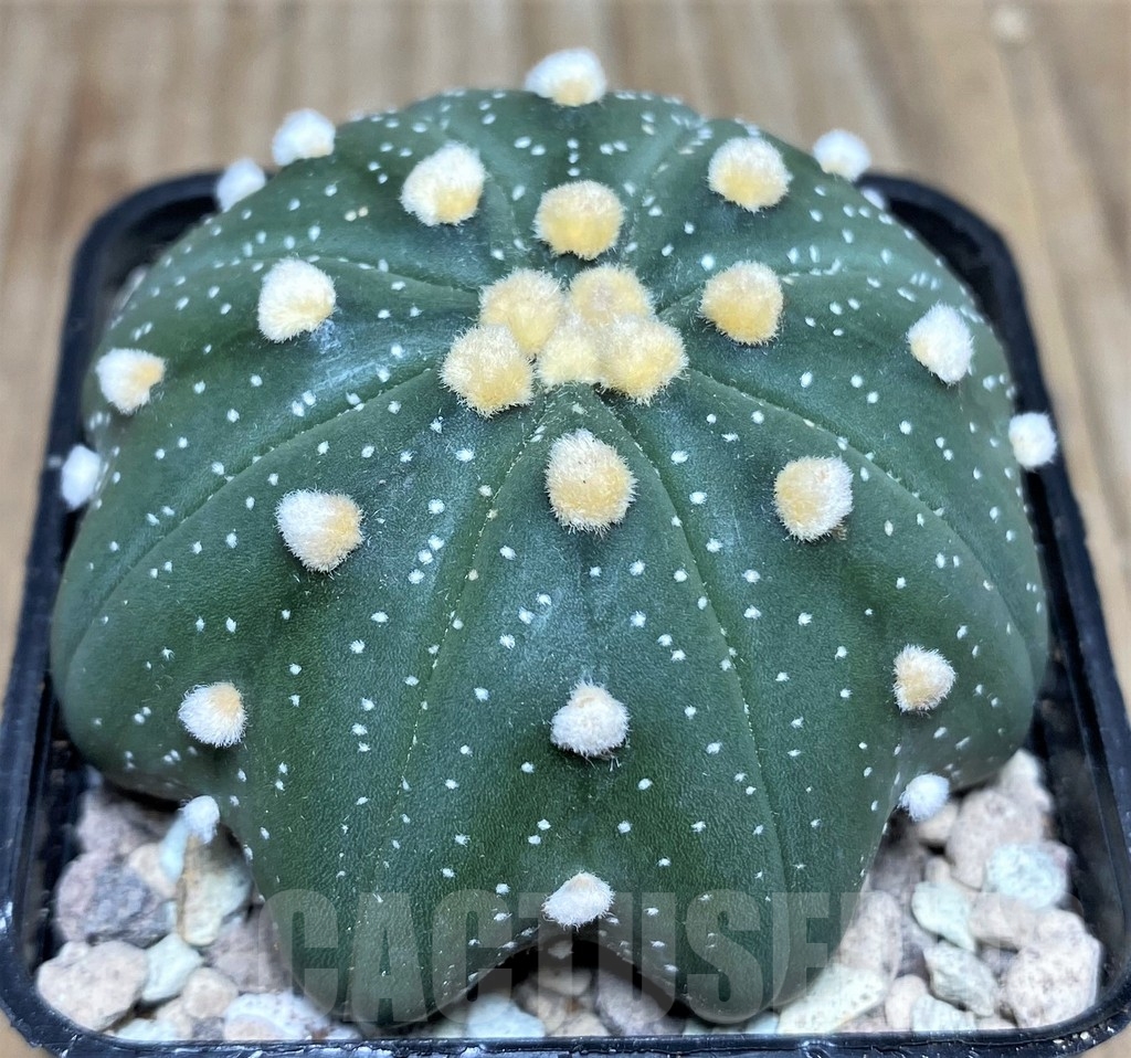 SHPR17661 Astrophytum asterias 'Miracle' f. nudum - immagine 2