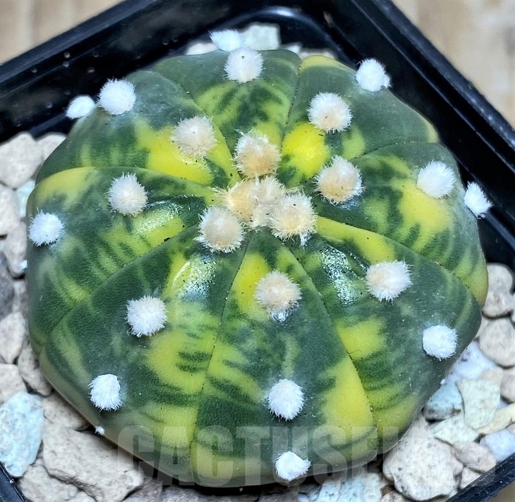 SHPR17662 Astrophytum asterias f. variegata - immagine 2